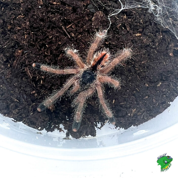 Goliath Pinktoe Tarantula - 1 to 1.5 inch