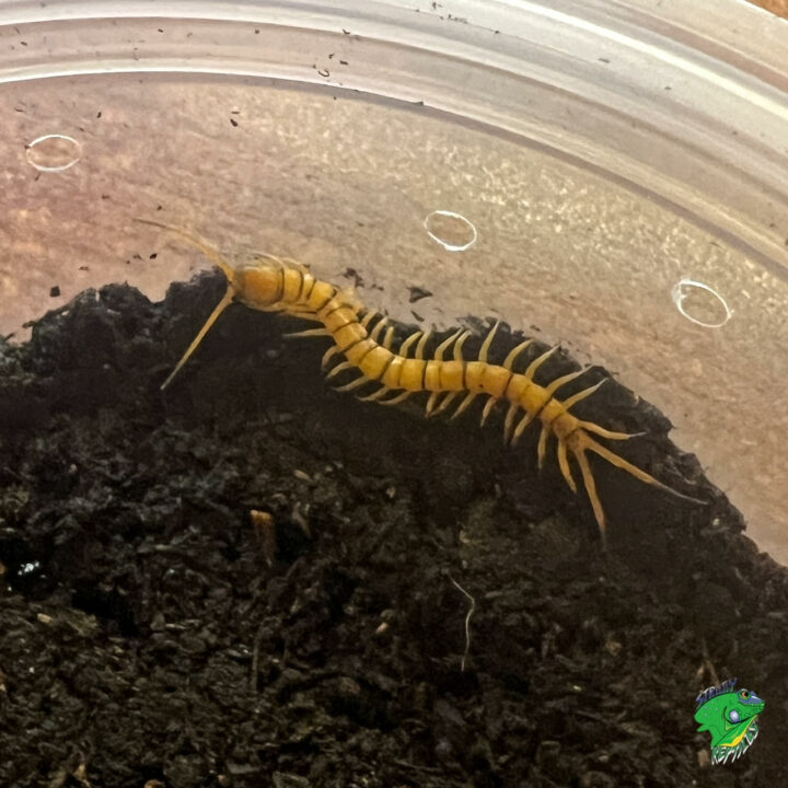 Solomon Island Giant Centipede - cb baby