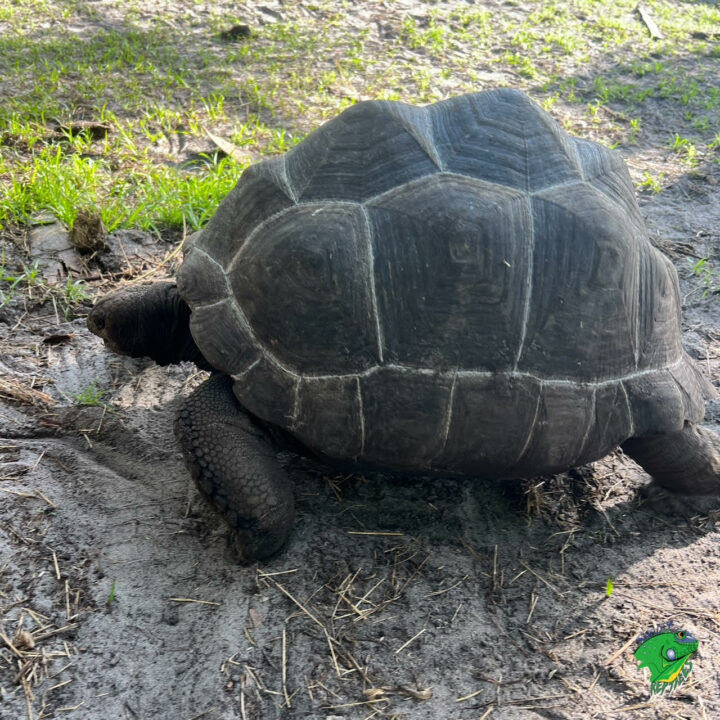 Aldabra Tortoise - 25 to 26 inch Male - Strictly Reptiles