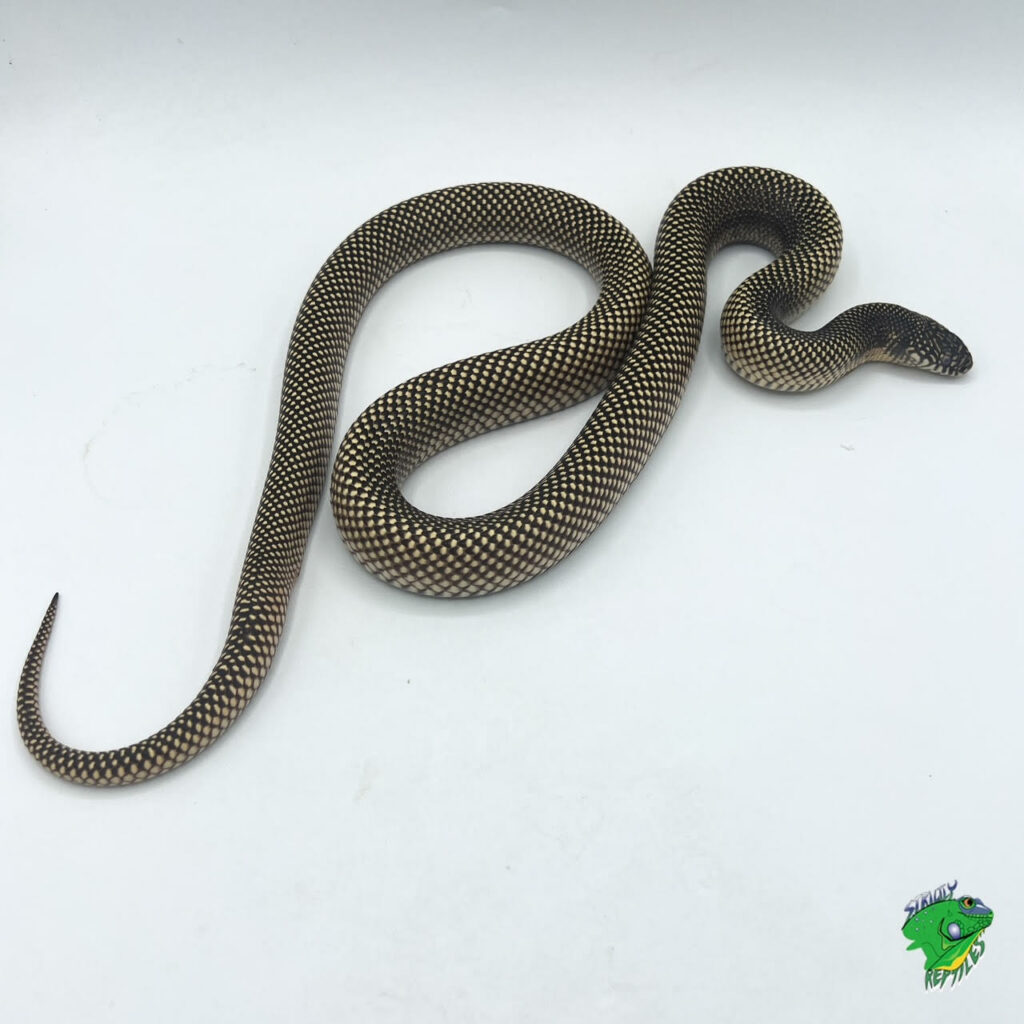 Patternless Blotched King Snake - sub-adult to adult - Strictly Reptiles