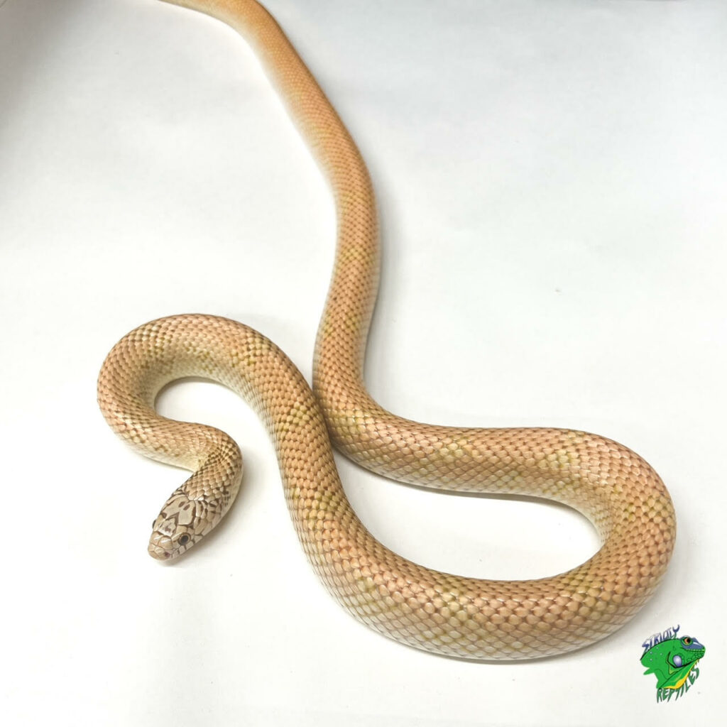 King Snakes - Strictly Reptiles