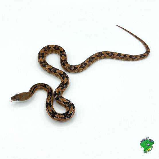 Red Tail Green Rat Snake - juvenile to adult - Strictly Reptiles