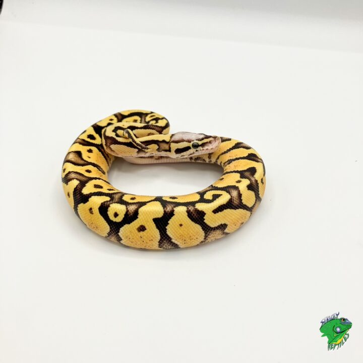 Pastel Vanilla Yellow Belly - juvenile