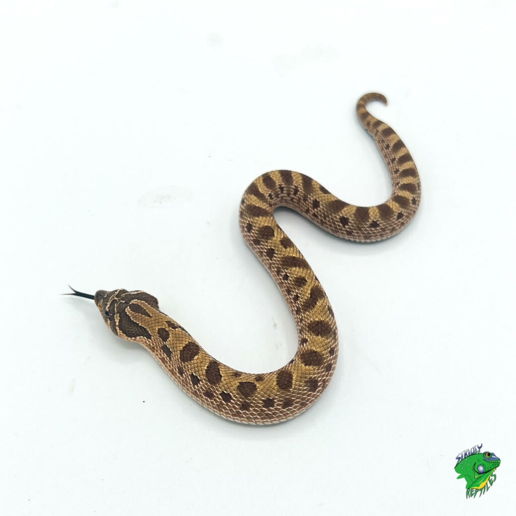 Anaconda Western Hognose - Juvenile - Strictly Reptiles Inc.