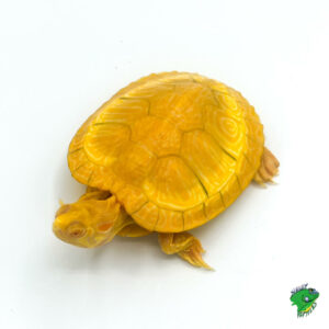 Japanese Pond Turtle - cb baby - Strictly Reptiles Inc.