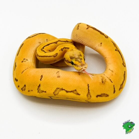 Enchi Vanilla Lemon Blast Ball Python - baby - Strictly Reptiles