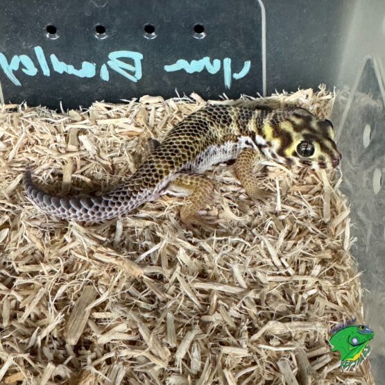 Russian Frog Eyed Gecko - juvenile to adult unsexed