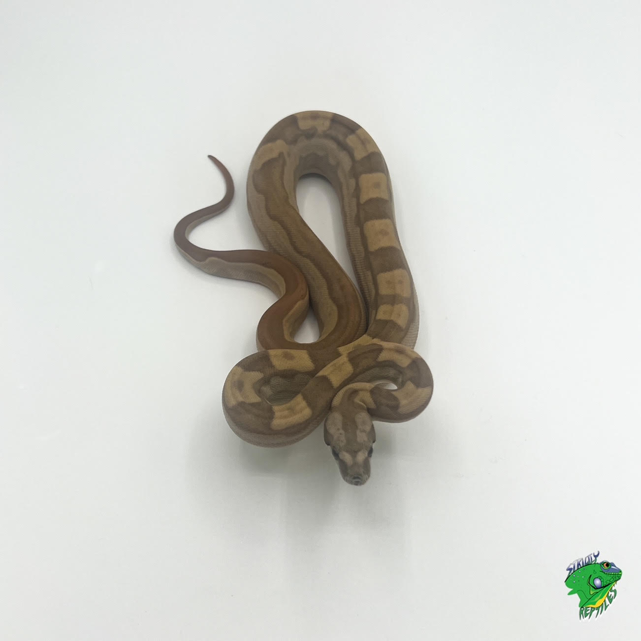 Peruvian Red Tail Boa - cb baby - Strictly Reptiles
