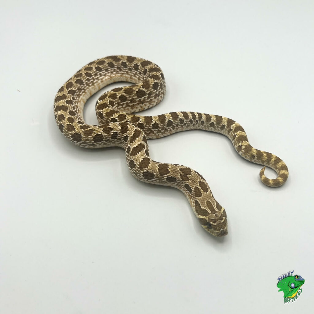 Tentacle Snake - Adult - Strictly Reptiles Inc.