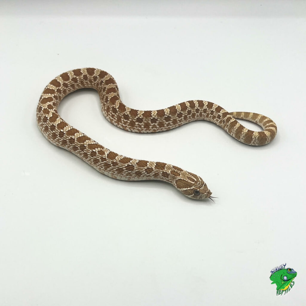 Hypo-Erthyristic Tri-Color Hognose - sub-adult MALE - Strictly Reptiles