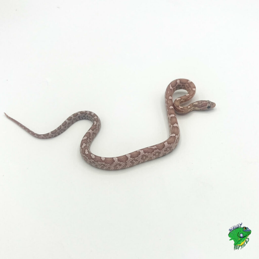 Tessera Snow Corn Snake - baby - Strictly Reptiles Inc.