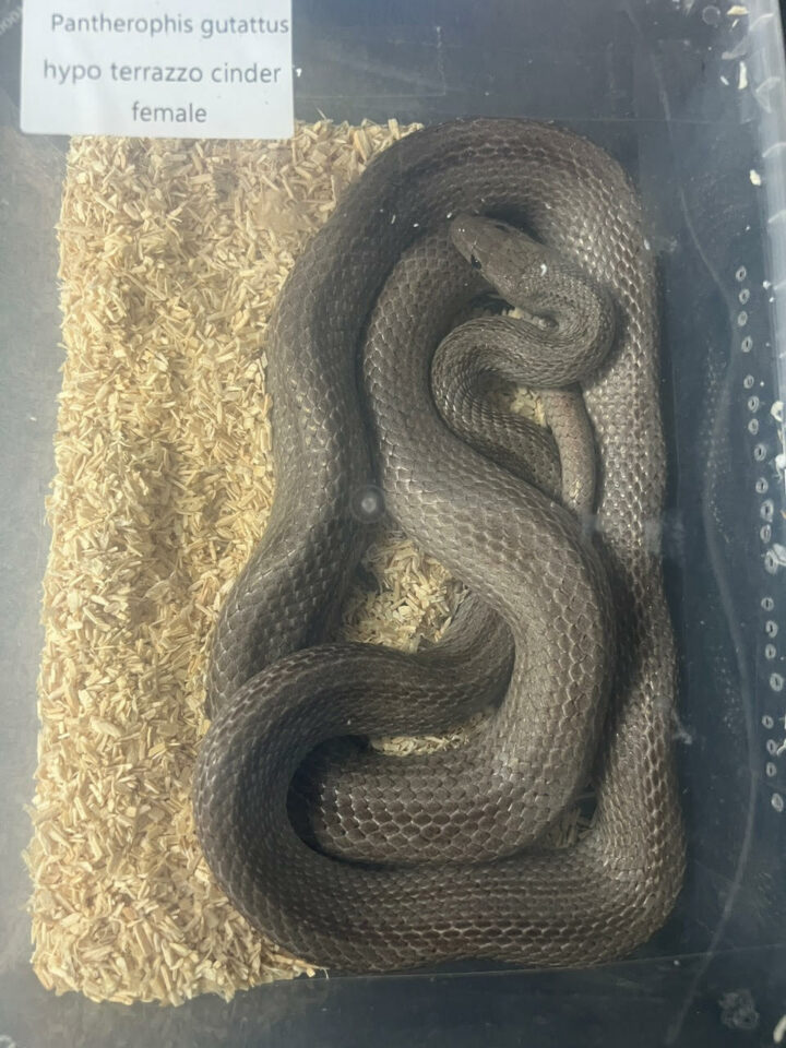 Hypo Terrazzo Cinder Corn Snake - adult female