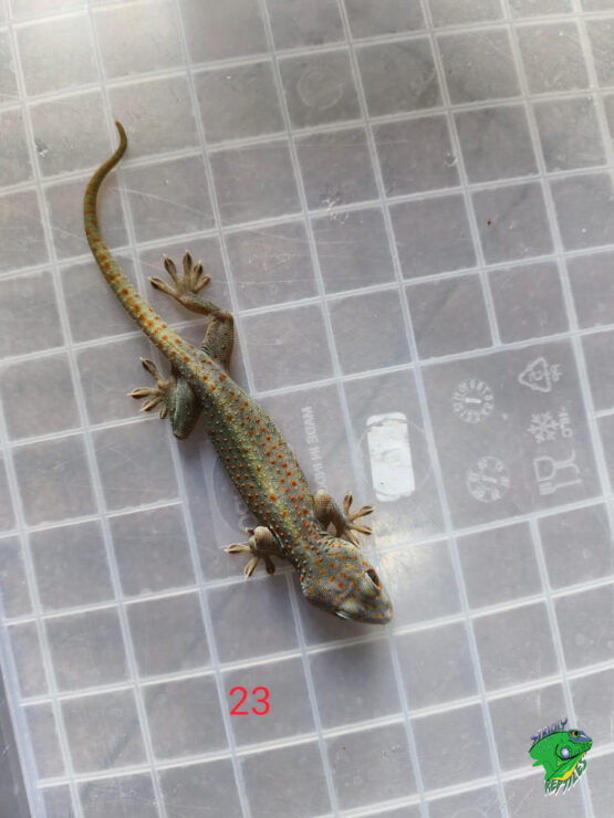 Candy Tokay Gecko (#23)