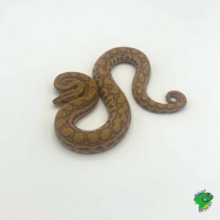 Paradigm Colombian Rainbow Boa - cb baby