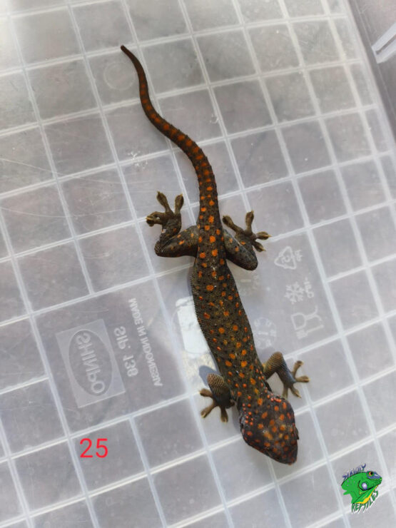 Candy Tokay Gecko (#25)