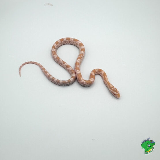 Flamingo Corn Snake - cb baby to big baby