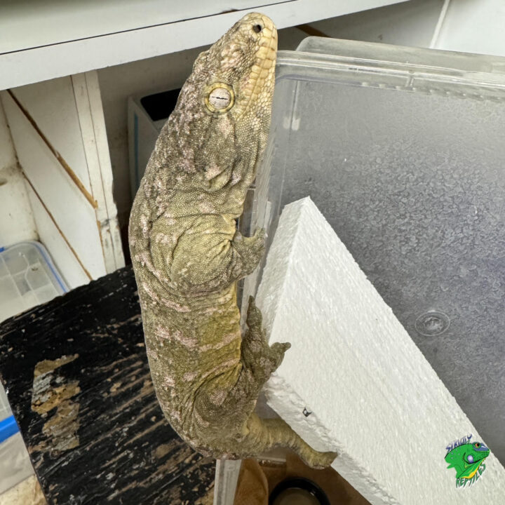 GTX New Caledonian Giant Gecko - adult male