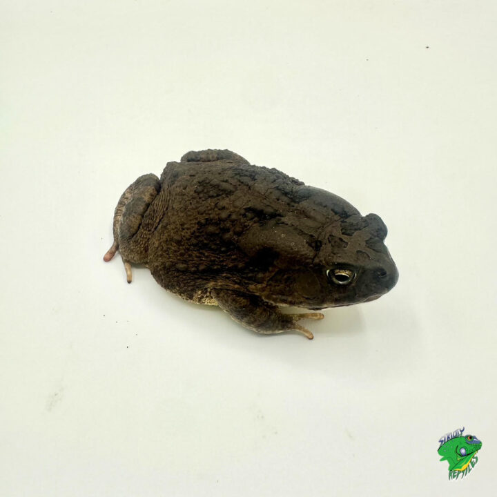 African Toad - juvenile to adult