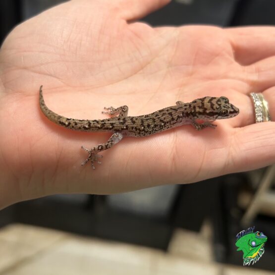 Tao's Gecko - juvenile to adult