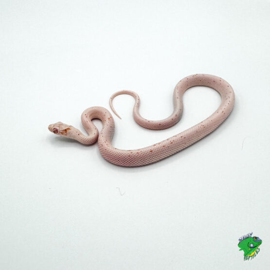 Mixed Morph Palmetto Corn Snake - cb baby BUG EYES